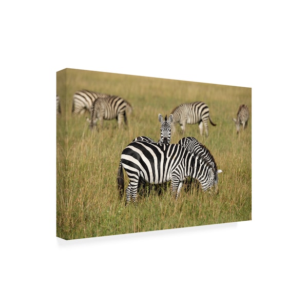 E.Amer 'Zebra Family' Canvas Art,16x24